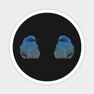 Twin Bluebirds Magnet